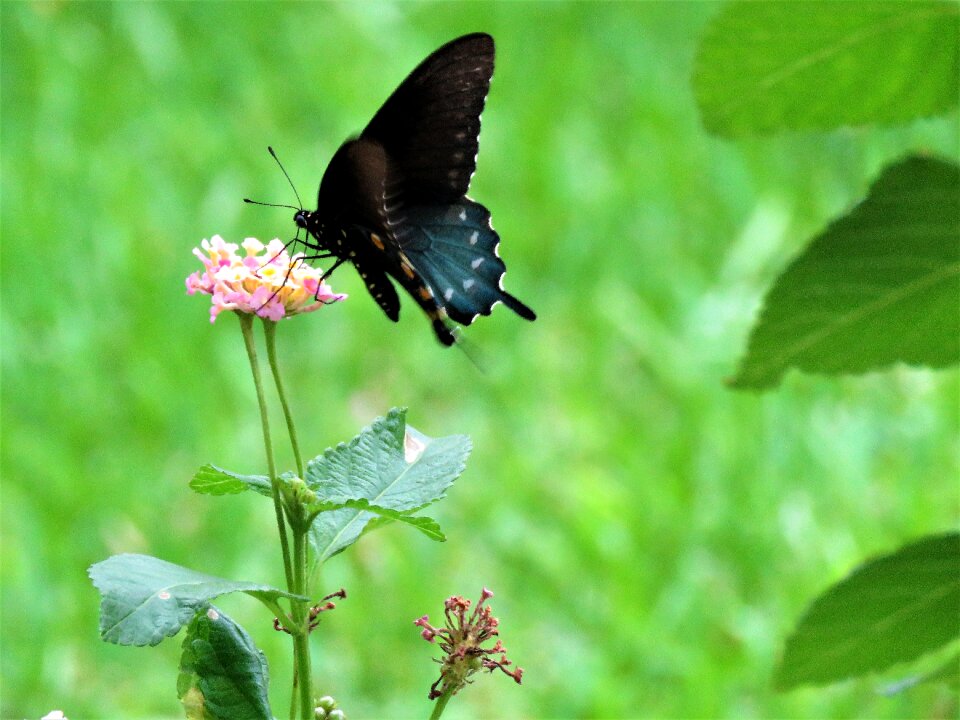Flower garden green butterfly