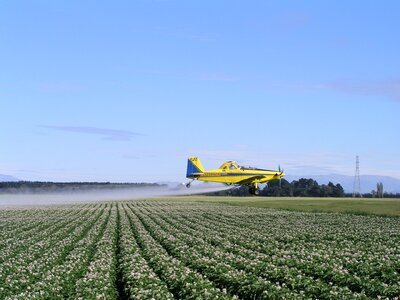 Field potatoes nature