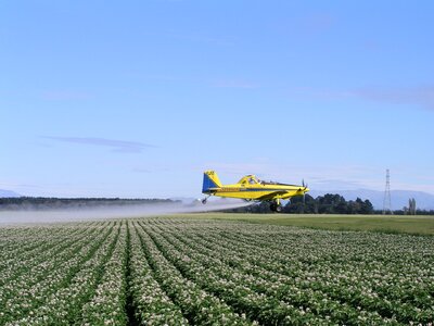 Field potatoes nature photo