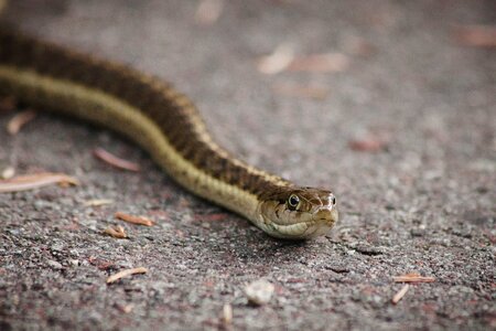 Snake wild gray snake