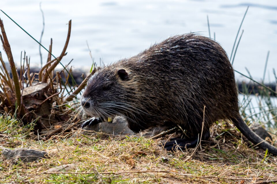Rodent mammal nutria