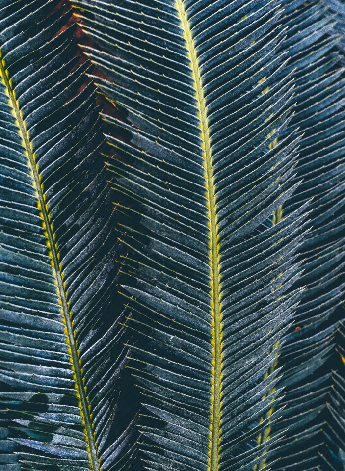 Leaves green blue leaves