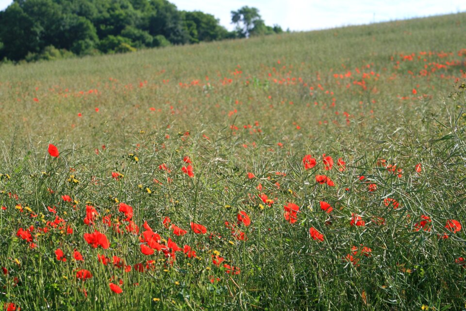 Field nature wildflower