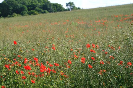 Field nature wildflower