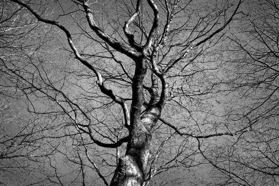 Branch winter tree bare tree