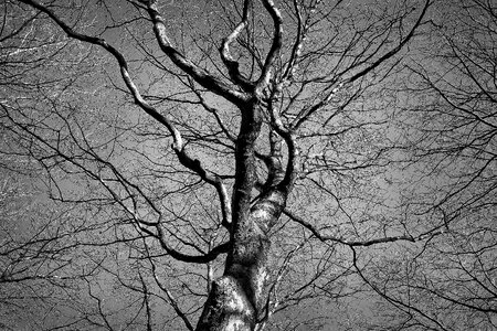Branch winter tree bare tree photo