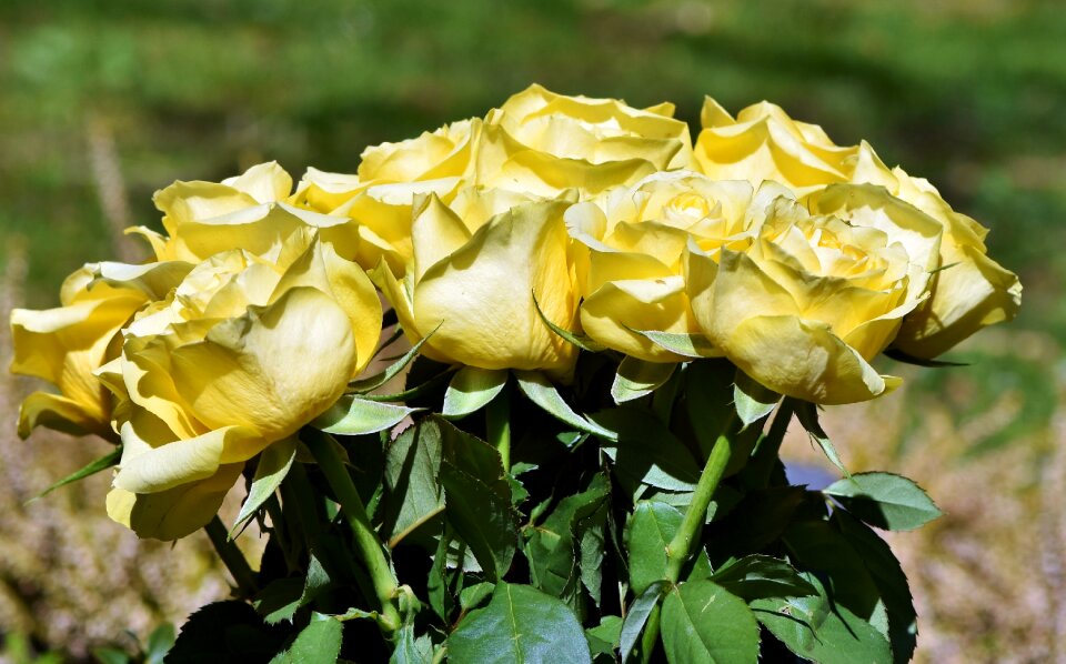 Wedding flowers rose bloom