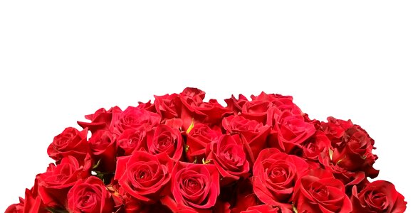 Red rose flowers romance