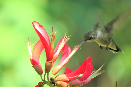 Hummingbird flying and feeding red flowers