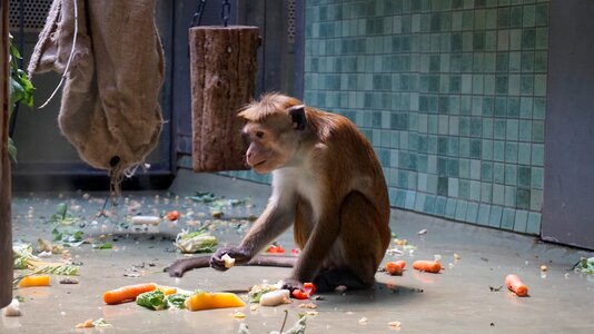Nature cute animal world