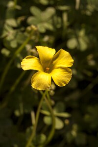 Nature yellow flower garden photo