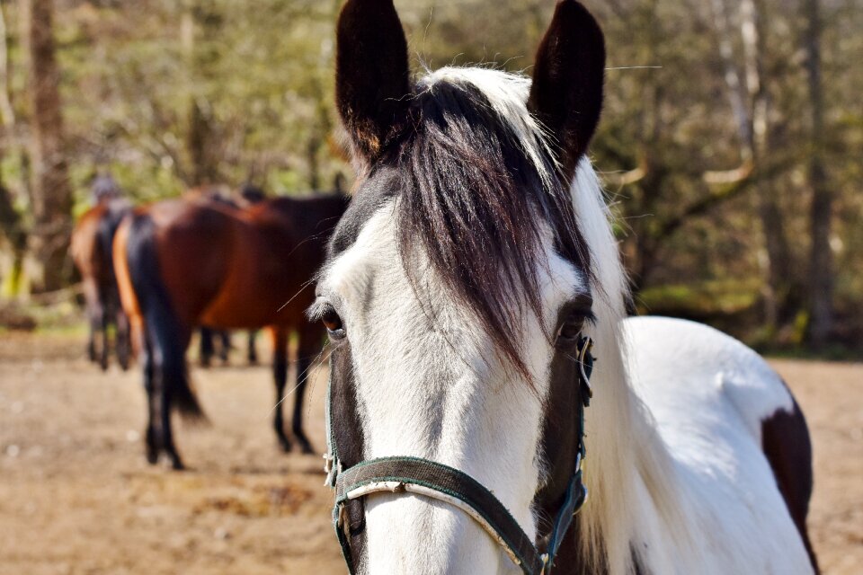 Reiterhof stall white horse