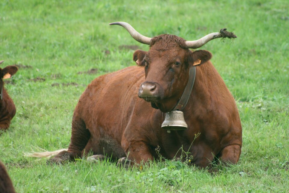 Field auvergne cattle