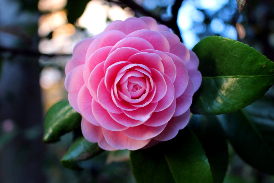 Flowers pink seen from the front flowers
