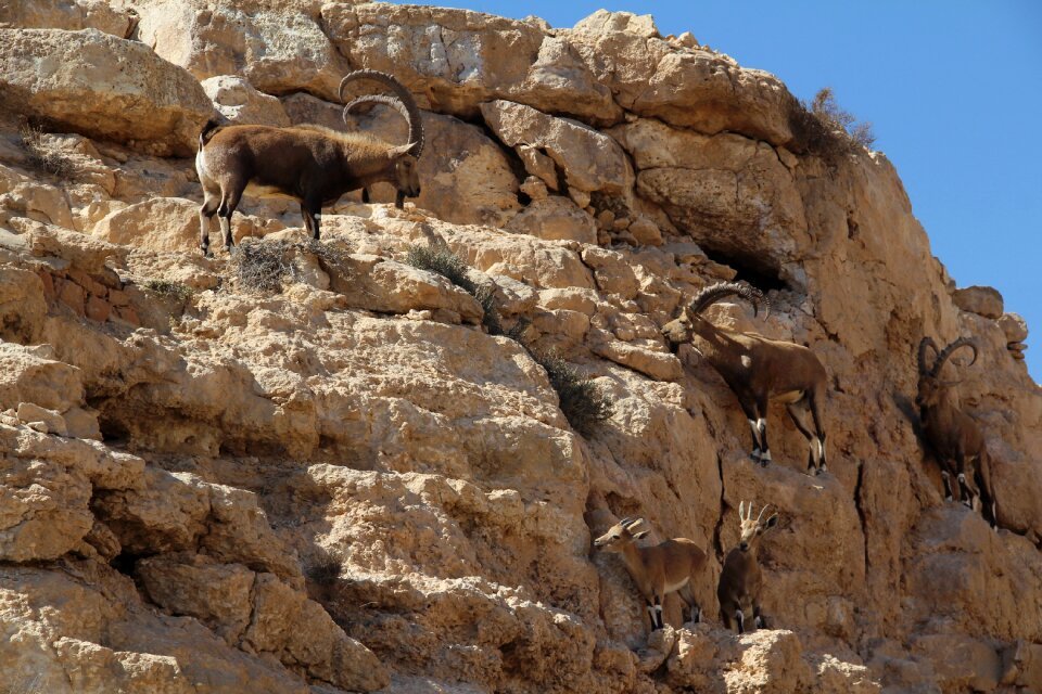 Rock mountain goat desert photo