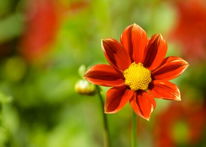 Flower dahlia garden dahlia flower