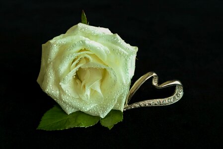 Noble drip flower