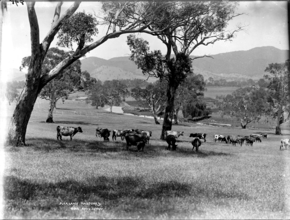 Pleasant pastures from The Powerhouse Museum Collection