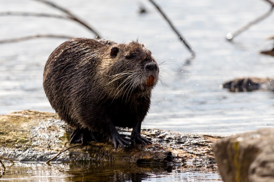 Waters mammal nutria