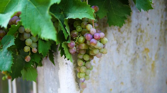 Winery fruit leaf photo