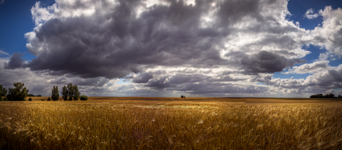 Grain clouds summer photo