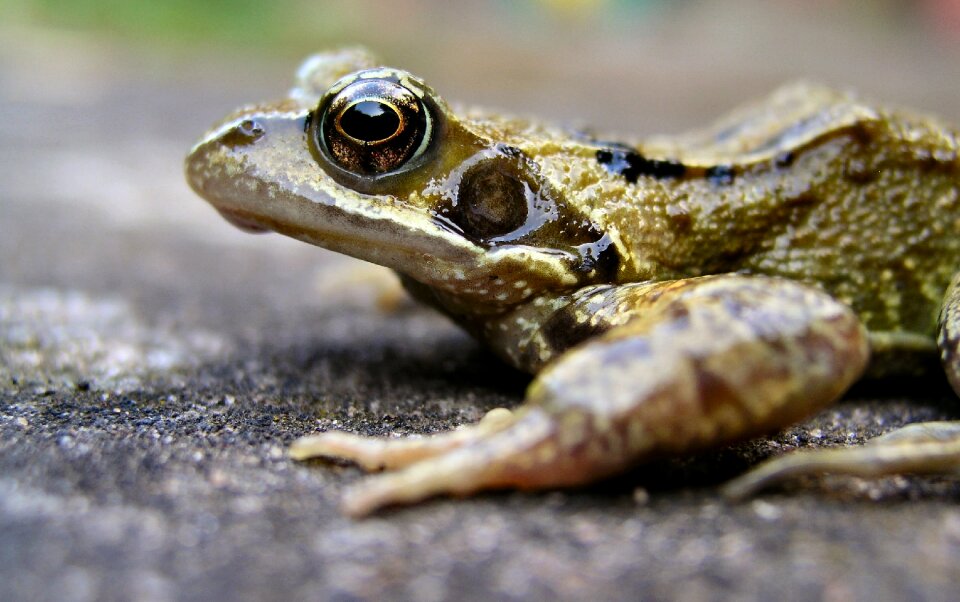 Amphibian pond animal