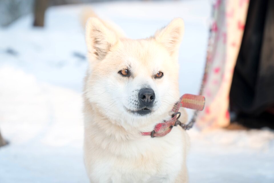 Snow mammals white