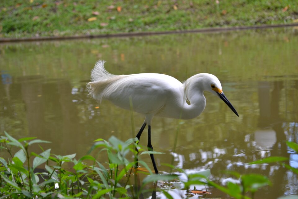 Fauna animal little bird