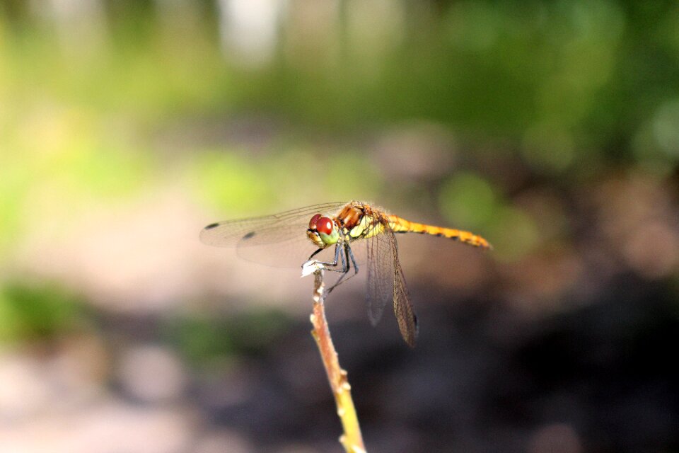Nature creature close up