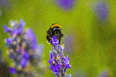 Summer flora bee photo