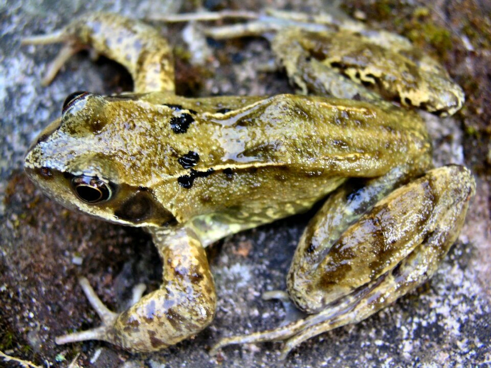 Amphibian pond animal