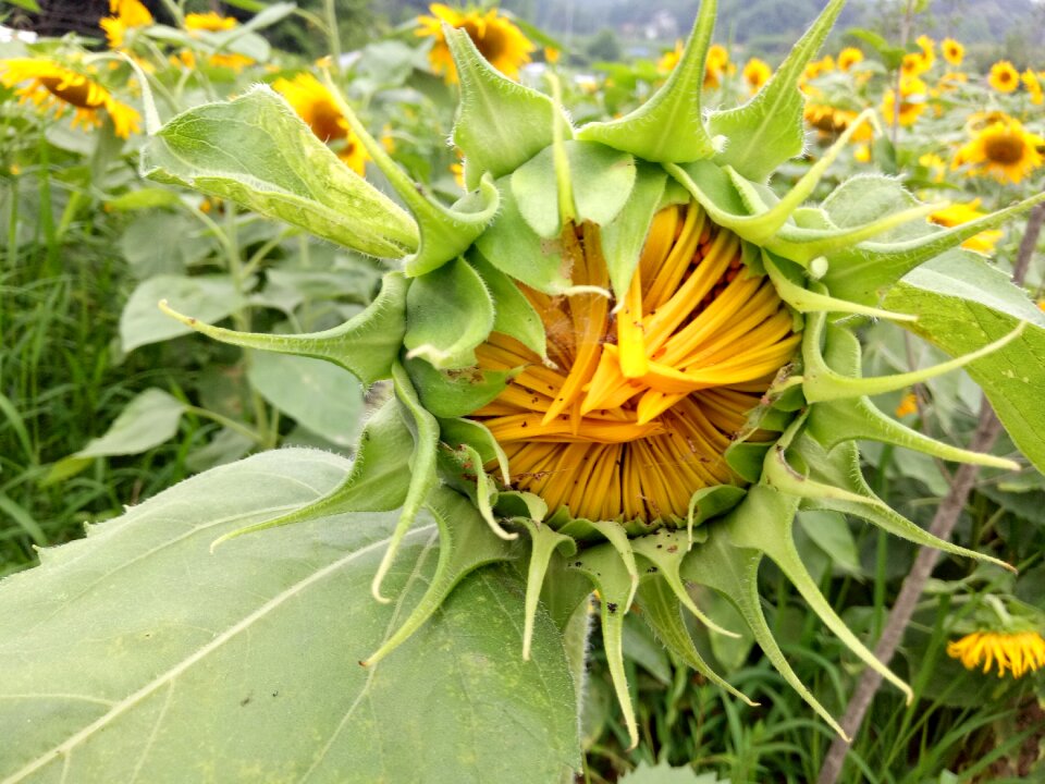 Green yellow crop