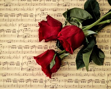 Roses red roses music photo