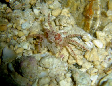 Pompon crab (Lybia edmondsoni) (reef099237836)