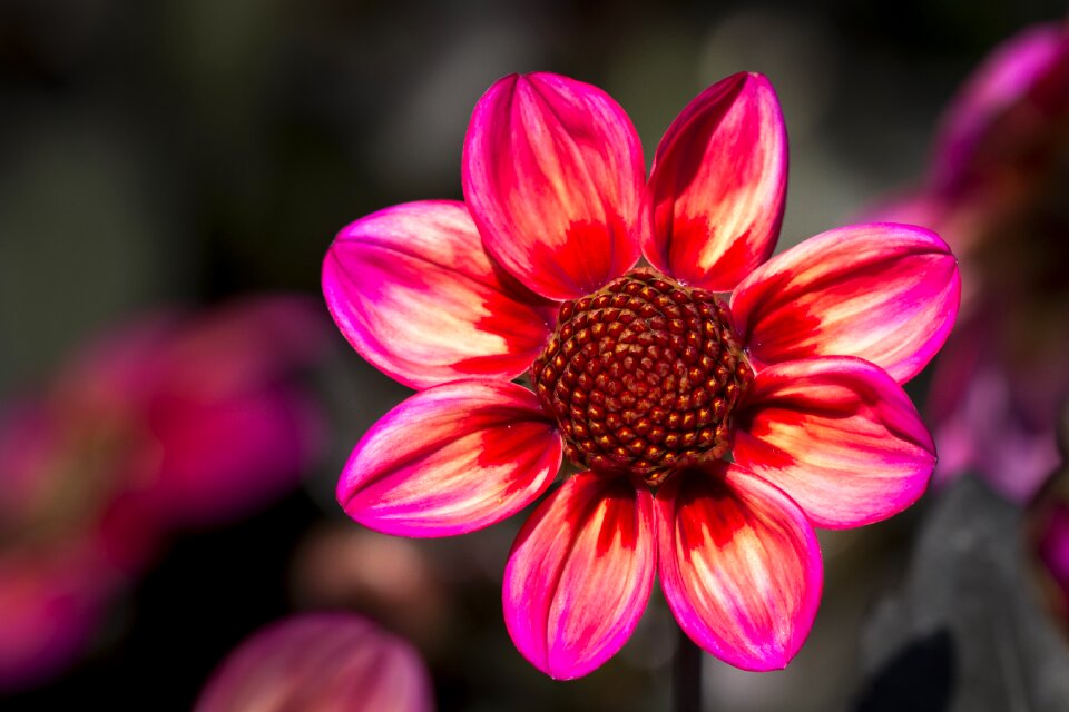 Flower dahlia garden dahlia flower