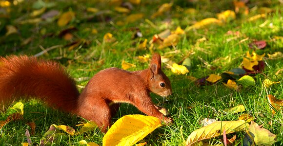Squirrel animal meadow