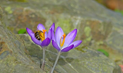 Insect nature flower photo