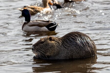 Animal wild nutria