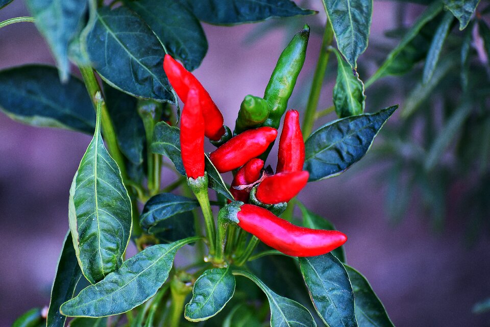 Nature flora vegetable