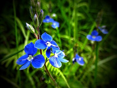 Bloom blue flower photo