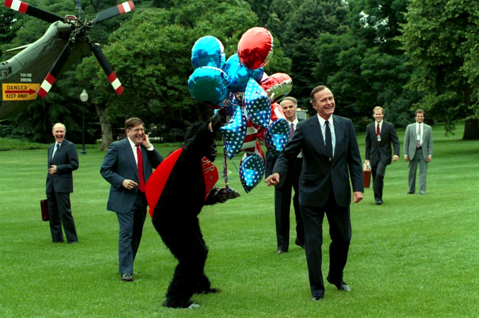 President George H. W. Bush Accosted by a Gorilla Carrying Mylar Balloons