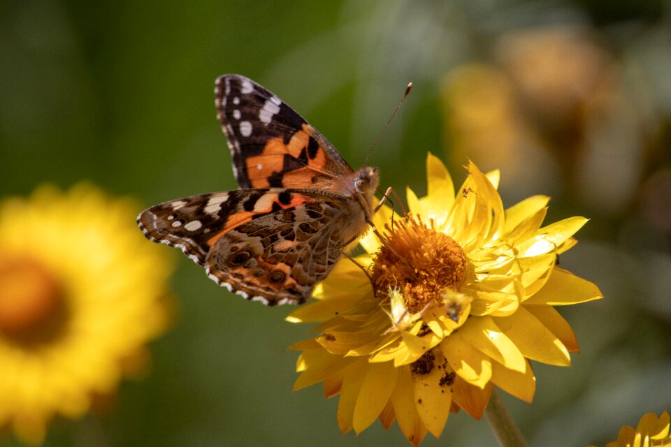 Insect flora butterfly
