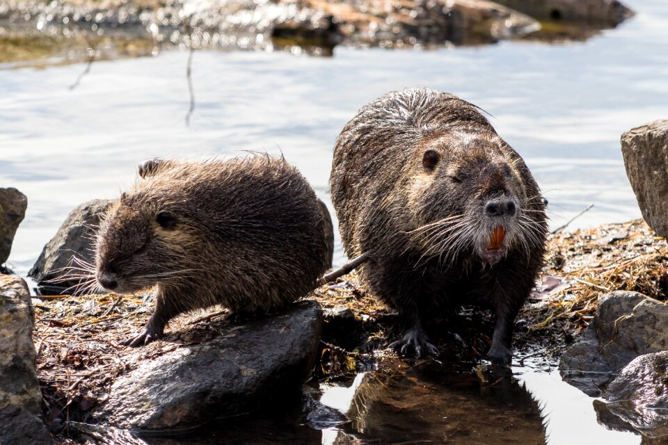 Nature animal nutria