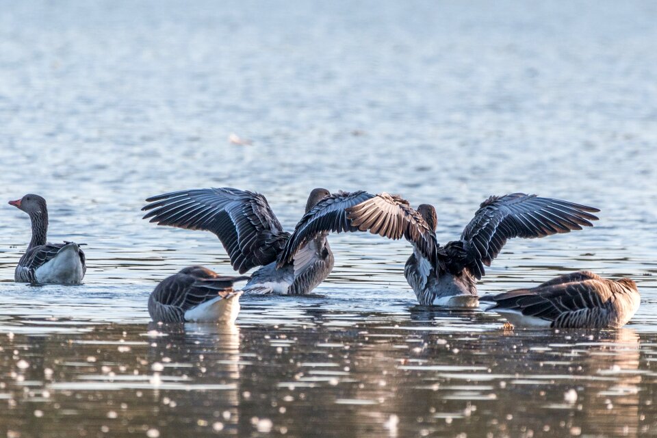 Lake water water bird photo