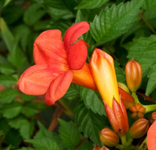 Jasmine trumpet campsis radicans flowers