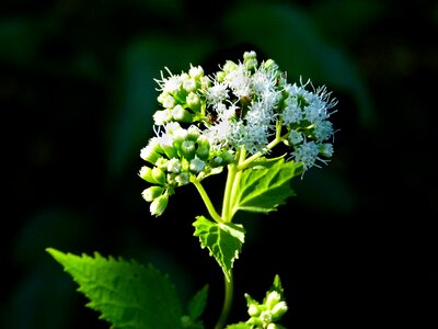 White snakeroot ageratina altissima