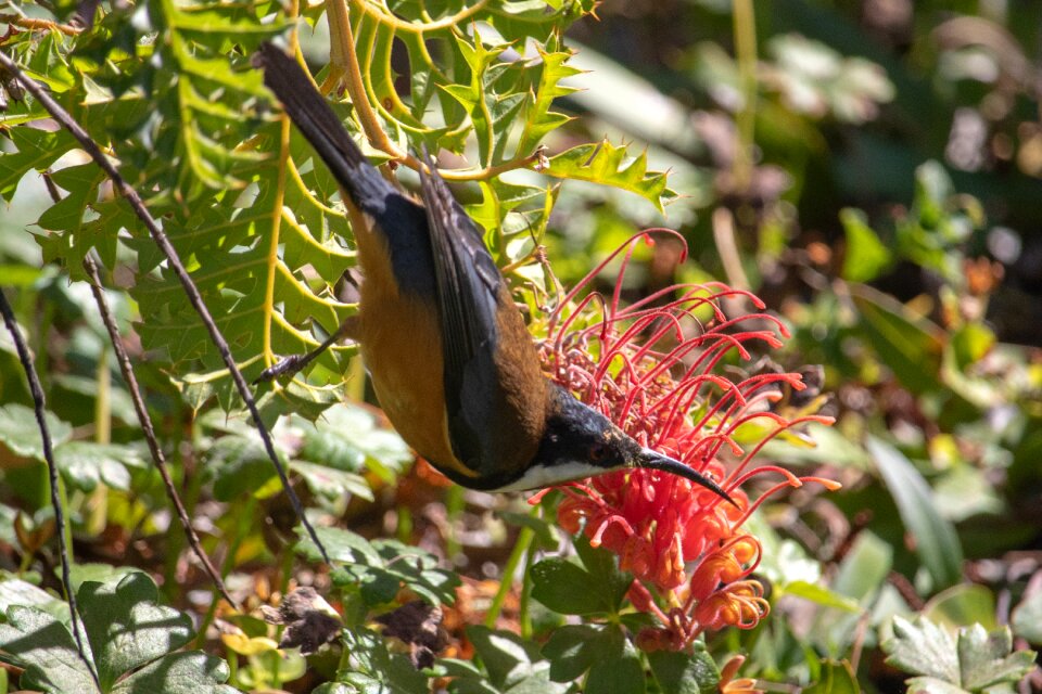 Leaf flower tree