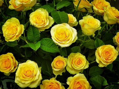 Roses are in bloom yellow roses rose bloom