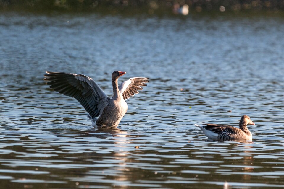 Lake water water bird photo