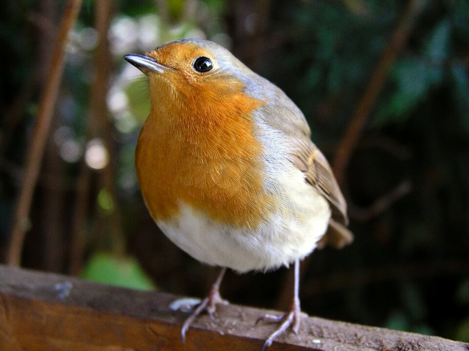 Robin redbreast xmas